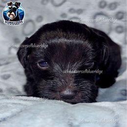 Girl 3 Alisha - Liver female Miniature Schnauzer puppy in Spruce Pine, North Carolina from Schnauzers of Blue Ridge