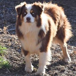 “Rover” - Australian Shepherd