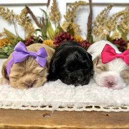 Bernedoodle and Cavapoo Puppies from Apricot Roots Doodles
