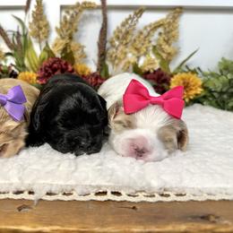 Bernedoodle and Cavapoo Puppies from Apricot Roots Doodles