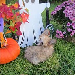 Benny Long Star Angel - Apricot male Chinese Crested puppy in Amarillo, Texas from Victoria's Chinese Cresteds Long Star Angels