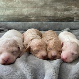 Poodle puppies from Paws in the Country