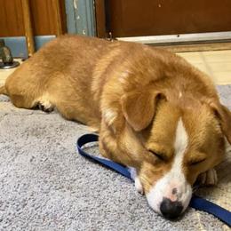Rusty - Red male Pembroke Welsh Corgi puppy in Lewisberry, Pennsylvania from Salted Rim Corgis