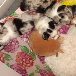 American Corgi and Pembroke Welsh Corgi Puppies from Shells Sunshine Corgis