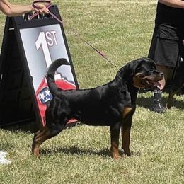 Pia - Rottweiler