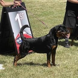 Pia - Rottweiler
