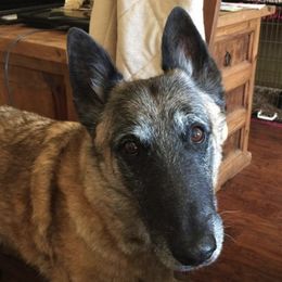 Belgian Malinois All Grown Up from Concho Belgian Malinois