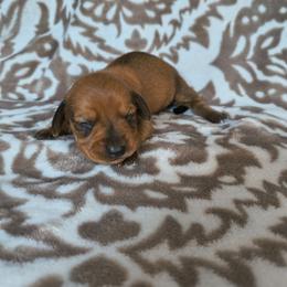 Cherry - Red female Dachshund puppy in Opelika, Alabama from Dachshund Darlins