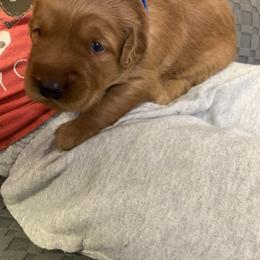 Blue Boy - Dark golden male Golden Retriever puppy in Sun City, California from Benjamin Irving Goldens