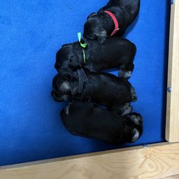 Male Puppy - Salt and pepper male Miniature Schnauzer puppy in Shenandoah Junction, West Virginia from Majestically Made