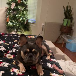 Nahni - French Bulldog