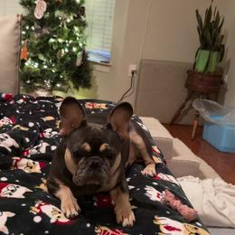Nahni - French Bulldog