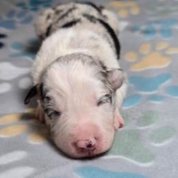 Nox - Blue merle female Border Collie puppy in Chicora, Pennsylvania from Riverwood