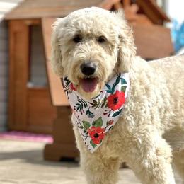 Goldendoodles from Cornerstone Doodles