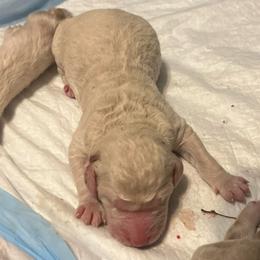 Boy 2 - Cream male Goldendoodle puppy in Kansas City, Missouri from Beary GoldenDoodles