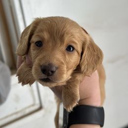 Girl 2 - Cream Dachshund puppy in Las Animas, Colorado from J&D Dachsies