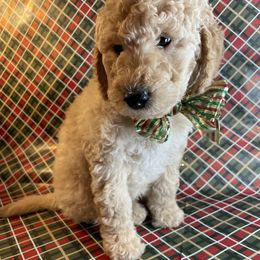Assorted Doodle Crosses and Goldendoodle Puppies from Little Acre Doodles