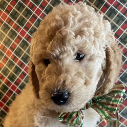 Assorted Doodle Crosses and Goldendoodle Puppies from Little Acre Doodles