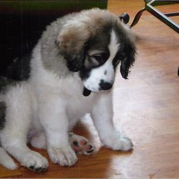 Pyrenean Mastiffs from SaddleDog Farm