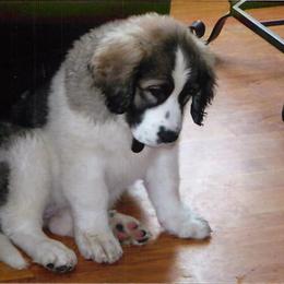 Pyrenean Mastiffs from SaddleDog Farm