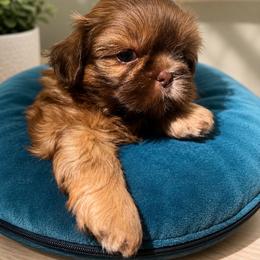 Sweetie - Gold female Shih Tzu puppy in Azusa, California from RJ Shih Tzu lover