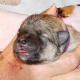 Barb - Purple Collar - Fawn female Eurasier puppy in Lakewood, Ohio from Exquisite Eurasier