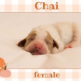 Chai - Parti female Goldendoodle puppy in College Station, Texas from Em & El Doodles