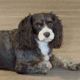 Rocky - Cavapoo