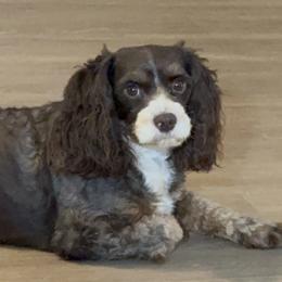 Rocky - Cavapoo
