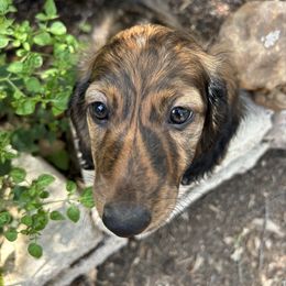 Teddy - Brindle male Dachshund puppy in San Antonio, Texas from Sunshine Sandra & Sweet Sausages