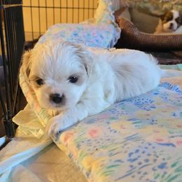 Boy 1 - White male Shih Tzu puppy in Rockmart, Georgia from Sonya Garrett