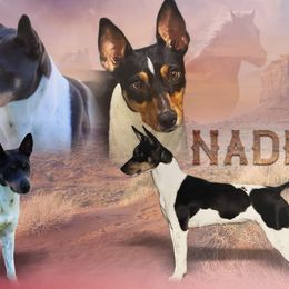 American Hairless Terriers and Rat Terriers from Rizen Sun American Hairless Terrier and Rat Terriers