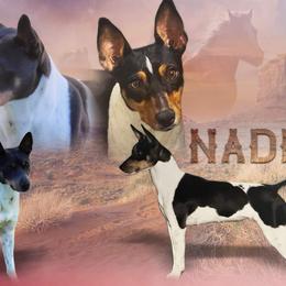 American Hairless Terriers and Rat Terriers from Rizen Sun American Hairless Terrier and Rat Terriers