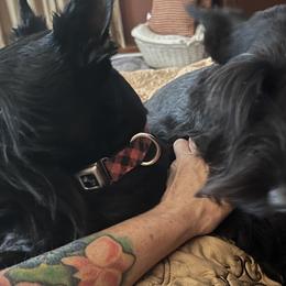 Scottish Terriers from Mehring’s Scotty’s