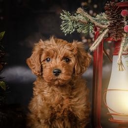 Goldendoodle Puppies from Beck Kennel
