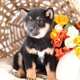 Kana - Black and Tan Girl - Black and tan female Shiba Inu puppy in Neosho, Missouri from Sunny Terrace Shibas