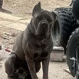 Cane Corso All Grown Up from Mass Cane Corso
