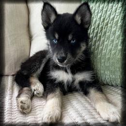 Dee - Black and white female Siberian Husky puppy in Union Grove, Alabama from Southern Siberian Life