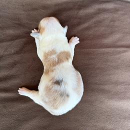 Gus - Sable merle and white male American Corgi puppy in Stillwater, Oklahoma from Steele Family Farms