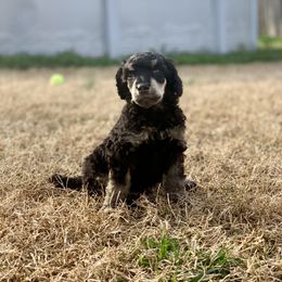 Poodle Puppies from Cosmic Caliber Standard Poodles