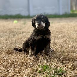 Poodle Puppies from Cosmic Caliber Standard Poodles