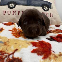 Blue - Chocolate male Labrador Retriever puppy in Heath Springs, South Carolina from Rich Hill Retrievers