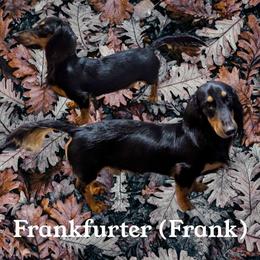 Frank - Dachshund