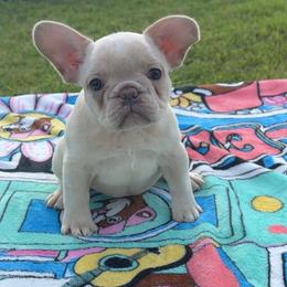 Bonnie - White female French Bulldog puppy in Conroe, Texas from Goglobalfrenchies_