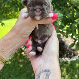 Boy 3 - Lilac male Shih Tzu puppy in Danbury, Connecticut from Dempsey’s Darlings