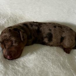 Hershey - Dapple male Dachshund puppy in Glen Saint Mary, Florida from 🍯 Honey Pot Dachshunds 🐾