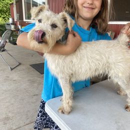 Danke - Miniature Schnauzer