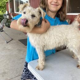 Danke - Miniature Schnauzer
