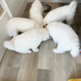 Samoyed Puppies from Southern Roux Samoyeds