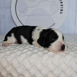 Piper - Black and white female Cavapoo puppy in London, Kentucky from Blue Meadow Puppies